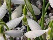 Galanthus bursanus 16 20241028 0003