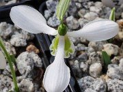 Galanthus bursanus 27 20241028 0002