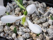 Galanthus bursanus 27 20241028 0003
