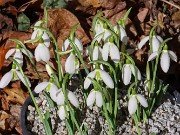 Galanthus bursanus 33 20241028 0002