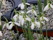 Galanthus bursanus 4 20241028 0002