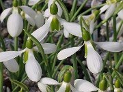 Galanthus bursanus 8 20241028 0002