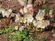 Helleborus niger 20240201 0002