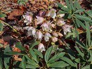 Helleborus niger 20240201 0006
