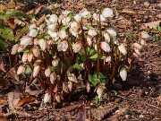 Helleborus niger 20240201 0007