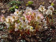 Helleborus niger 20240201 0008