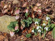 Helleborus niger 20240201 0010