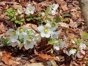 Helleborus niger 20240201 0012