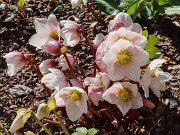 Helleborus niger 20240204 0002
