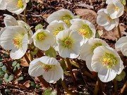 Helleborus niger 20240212 0001