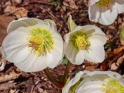 Helleborus niger 20240212 0002