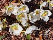 Helleborus niger 20240212 0003
