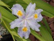 Iris japonica Eco Easter 20240410 0001