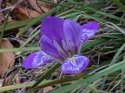 Iris unguicularis ssp. cretensis 20240211 0002