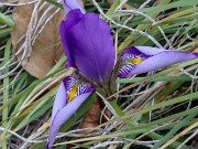 Iris unguicularis ssp. cretensis 20240211 0003