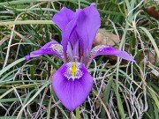 Iris unguicularis ssp. cretensis 20240211 0004