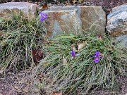 Iris unguicularis ssp. cretensis 20240211 0005