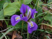 Iris unguicularis ssp. cretensis 20240211 0006