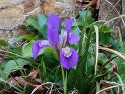 Iris unguicularis ssp. cretensis 20240211 0007