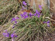 Iris unguicularis ssp. cretensis 20240227 0001