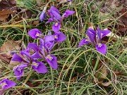 Iris unguicularis ssp. cretensis 20240227 0002