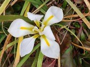 Iris unguicularis white form 20240307 0001