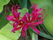 Lycoris Flaming Dragon 0002