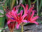 Lycoris Kagaribi 0005