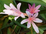 Lycoris Noah 0003