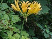 Lycoris chinensis 20240731 0002