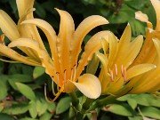 Lycoris chinensis 20240731 0003