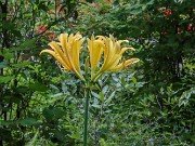 Lycoris chinensis 20240731 0005