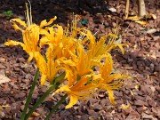 Lycoris chinensis 20241013 0001