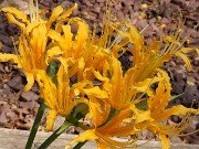 Lycoris chinensis 20241013 0003