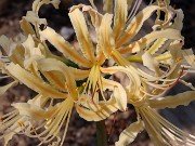 Lycoris sp. 20240914 0001