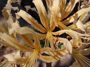 Lycoris sp. 20240914 0002