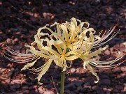 Lycoris sp. 20240914 0003