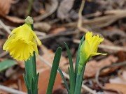 Narcissus Cedric Morris 20241219 0003