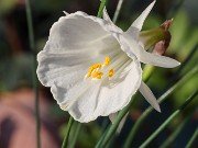Narcissus cantabricus ssp. cantabricus 20241130 0002