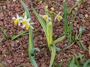 Narcissus tazetta Bamboo 20240307 0001