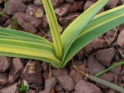 Narcissus tazetta Bamboo 20240307 0003