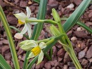 Narcissus tazetta Bamboo 20240307 0005
