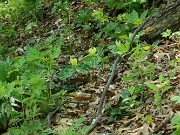 Trillium discolor 20240430 0001