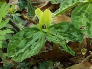 Trillium discolor 20240430 0002