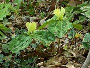 Trillium discolor 20240430 0004