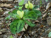 Trillium discolor 20240430 0005