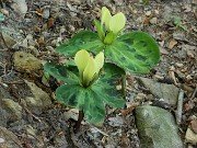 Trillium discolor 20240430 0006