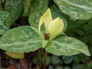 Trillium discolor 20240430 0008