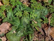 Trillium ludovicianum 20210222 0001