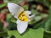 Trillium persistens 20240325 0003